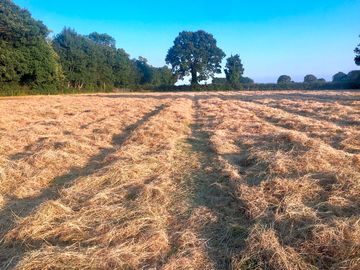Cutting the hay before guests stay (added by manager 25 jul 2021)