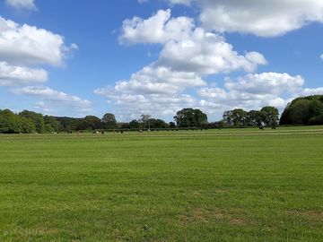 Cows in the neighbouring field