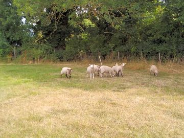 Lambs enjoying the clover (added by manager 28 jul 2022)
