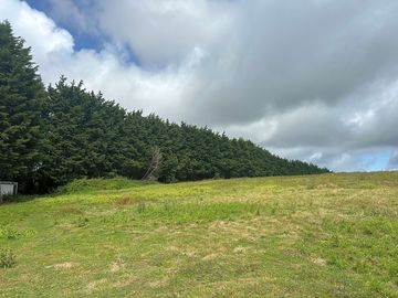 Leylandii trees around the pitches