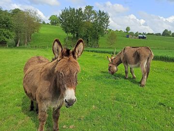 Donkeys fripouille and vanille live on site