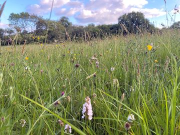 Wildflowers