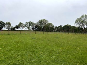 Pitches on a flat field with a few buttercups