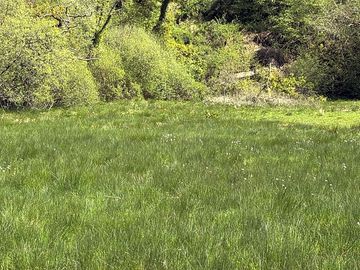 Grassy field