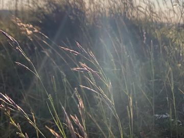 Grass in the sunset