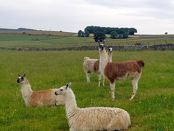 Alpacas in the field up the lane.