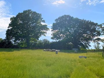Sheep grazing in surrounding fields