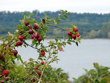 Apple orchard by the water