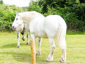 The two percherons