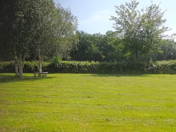 Silver birches with tree seat
