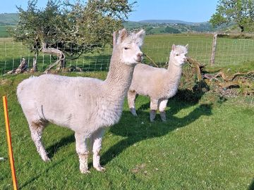 Alpacas hanging out by the tents