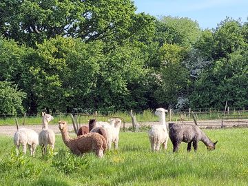 Alpacas at large
