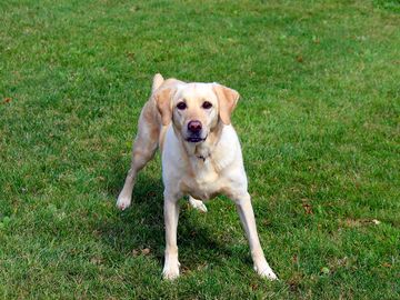 This is honey who has been named the best campsite dog by guests
