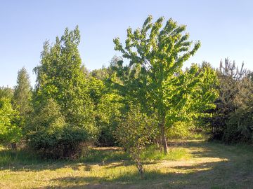 One of the paths around the site