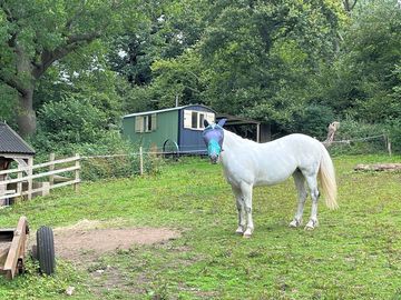 Woodkeepers hut & dolly