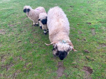Valais blacknose sheep in adjacent fields (added by manager 18 jul 2023)