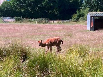 Teddy, an alpaca on site (added by manager 19 jul 2022)