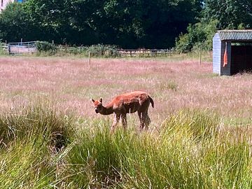 Teddy, an alpaca on site