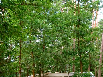 Pitch up in the woods