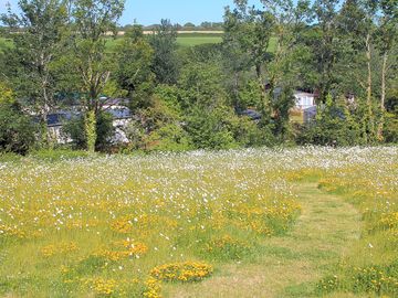 Large wildflower meadow
