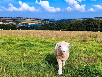 Sheep in the camping field