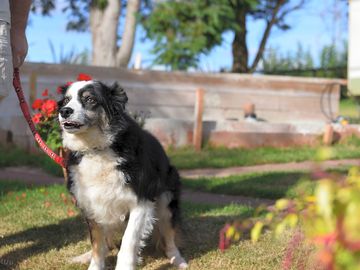 Dogs welcome