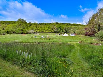 Camping field edged with new saplings