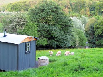 Lambs outside the shepherd's hut (added by manager 29 may 2019)