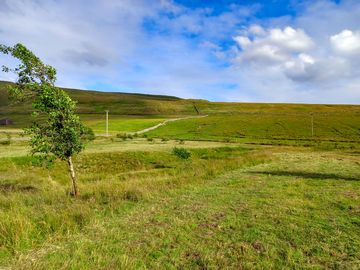 A different view of red shaw moss