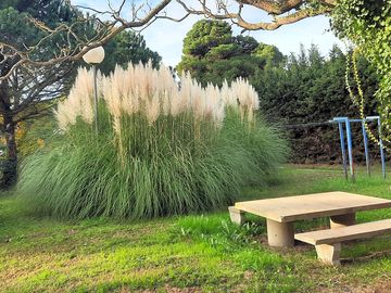Picnic table in the garden