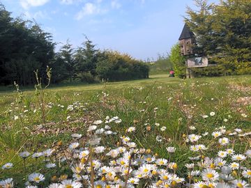 Wildflowers on the grass pitches