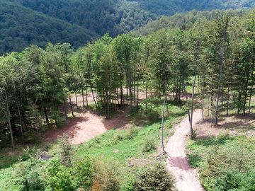 Forest road through the ranch
