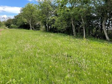 Grass