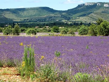 Nearby lavender field (added by manager 14 nov 2016)