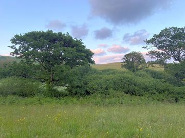 Bottom field