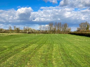 Trees edging the meadow