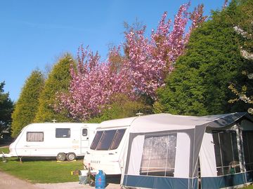 Springtime on the park. a flowering cherry tree in full bloom. (added by manager 13 nov 2012)