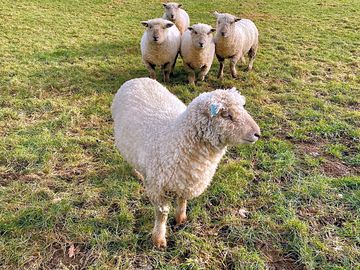 South downs sheep grazing in the field