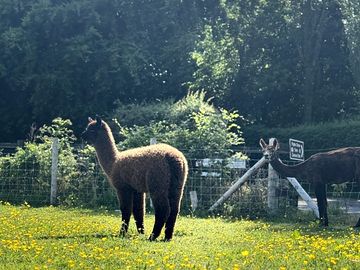 Lllama's