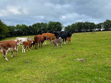 Resident cattle grazing in the paddocks
