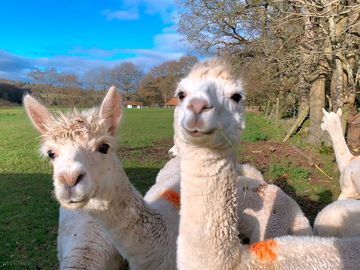 Alpacas at penn meadow farm (added by manager 25 mar 2024)