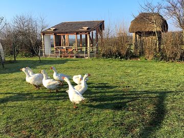 The treveddon farm geese (added by manager 14 jul 2020)