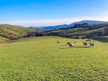 Sheep in the field