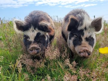 The site's two kunekune pigs rosie and lilly (added by manager 19 jul 2021)
