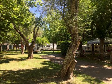 Pitches under ancient olive trees