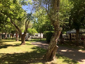 Pitches under ancient olive trees (added by manager 01 jun 2017)