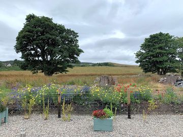 Wildflowers around the site