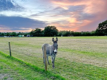 Visitor image of a very friendly donkeys