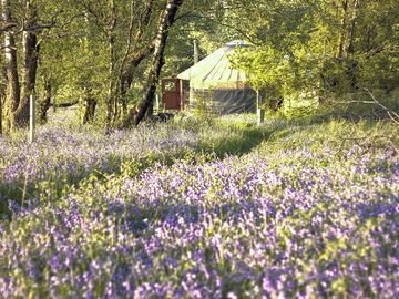 Yurt among the flowers (added by manager 24 feb 2023)