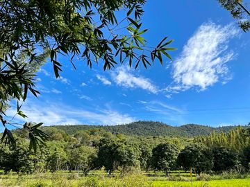 Views over trees